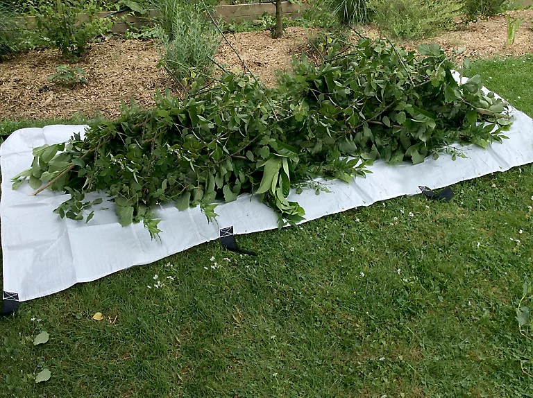 Castorama Bâche Ramasse Haie Avec 8 Poignées Jany 500 X 130 Cm 1 Castorama Bâche Ramasse Haie Avec 8 Poignées Jany 500 X 130 Cm